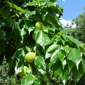 Maclura pomifera jeunes fruits